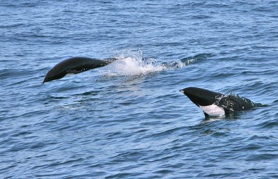 Northern Right Whale Dolphin