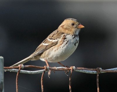 Harris's Sparrow, Richmond, November 2008
