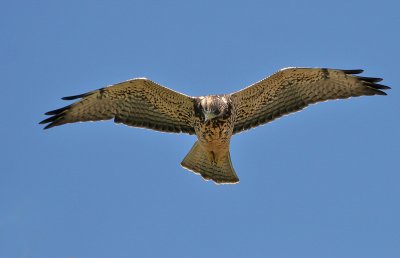 Swainson's Hawk