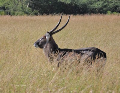 Defassa Waterbuck