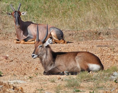 Defassa Waterbuck