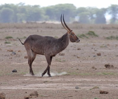 Common Waterbuck