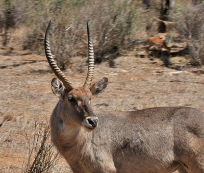 Common Waterbuck