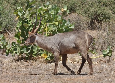 Common Waterbuck