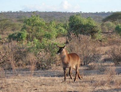 Common Waterbuck