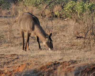 Common Waterbuck