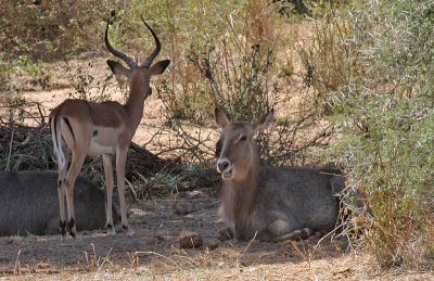 Common Waterbuck