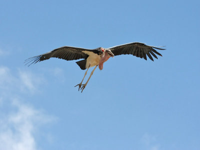 Marabou Stork