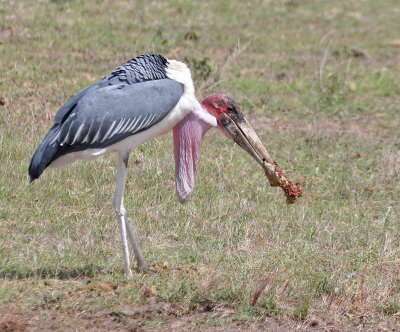 Marabou Stork