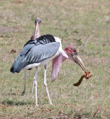 Marabou Stork