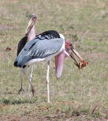 Marabou Stork