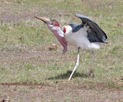 Marabou Stork