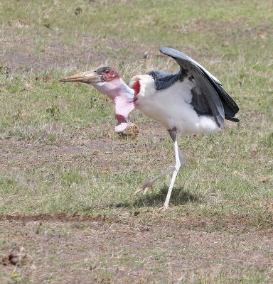 Marabou Stork