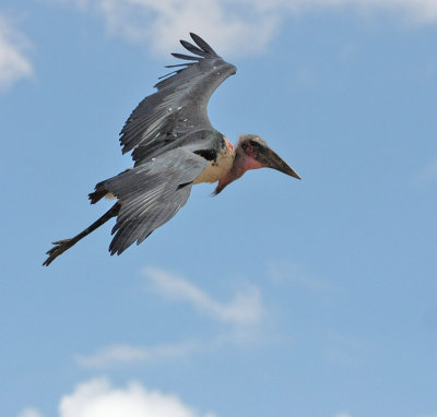 Marabou Stork