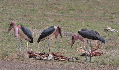 Marabou Stork