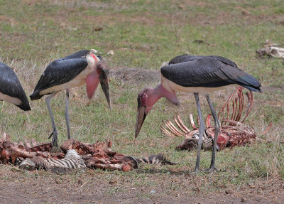 Marabou Stork