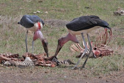 Marabou Stork