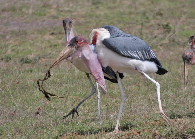 Marabou Stork