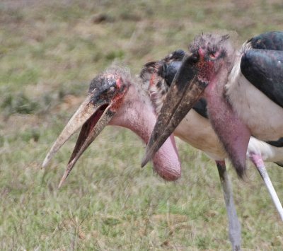 Marabou Stork