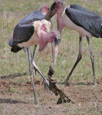 Marabou Stork