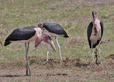 Marabou Stork