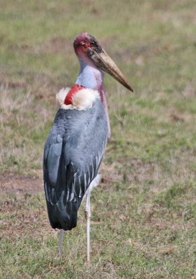 Marabou Stork