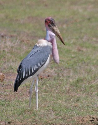 Marabou Stork