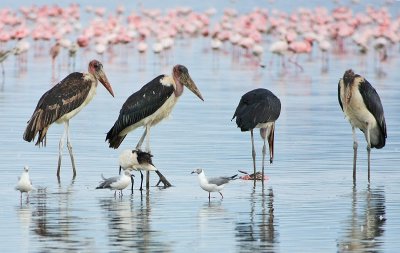 Marabou Stork