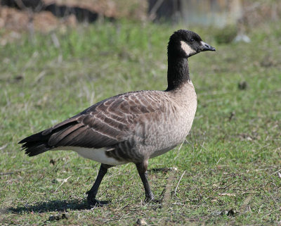 possible Taverner's Cackling Goose, Palo Alto, November 2009