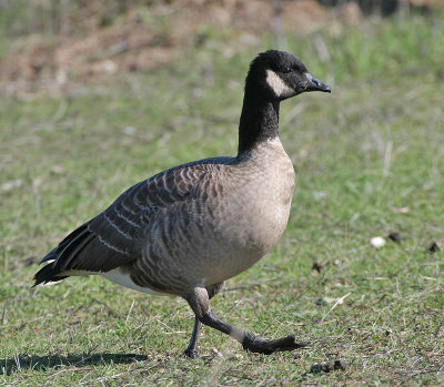 091101 Goose 5501.jpg