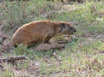 Black-necked Rock Hyrax