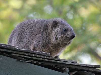 Black-necked Rock Hyrax