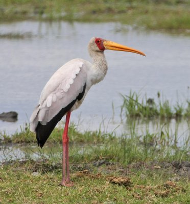 Yellow-billed Stork