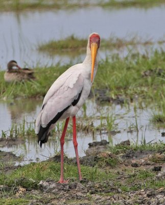 Yellow-billed Stork