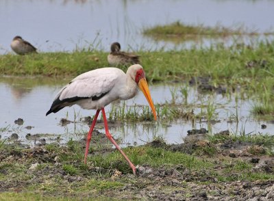 Yellow-billed Stork