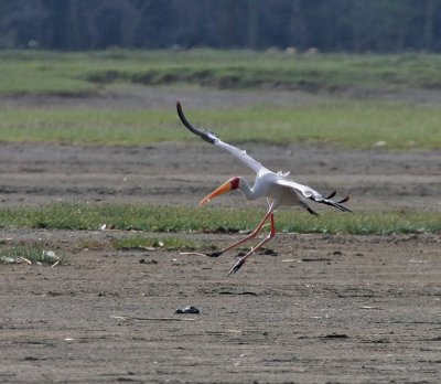 Yellow-billed Stork