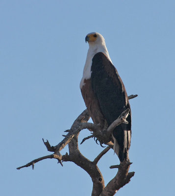 African Fish-Eagle