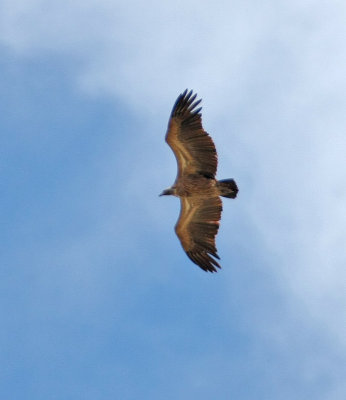 White-backed Vulture