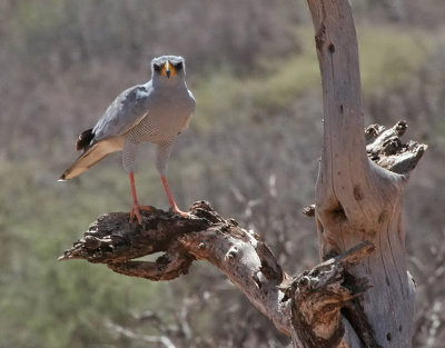 Eastern Chanting-Goshawk