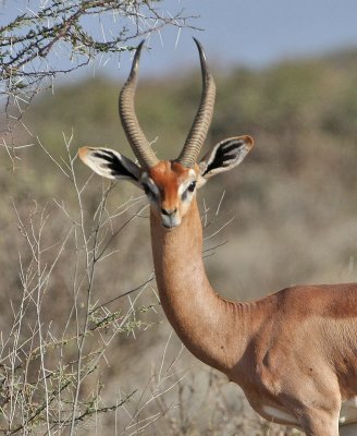 Gerenuk