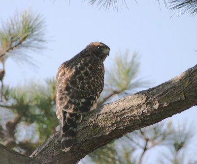 Red-shouldered Hawk