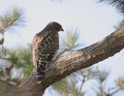 Red-shouldered Hawk