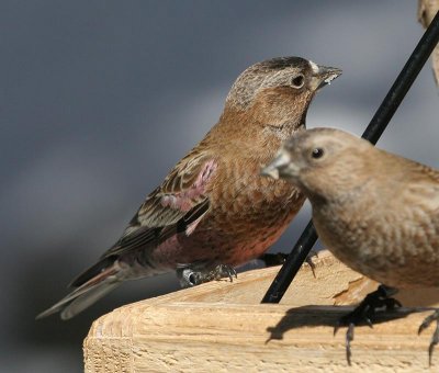 Brown-capped Rosy-Finch