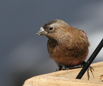 Brown-capped Rosy-Finch