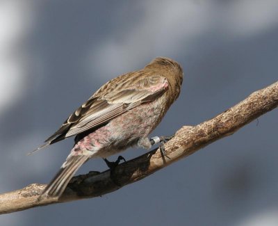 Brown-capped Rosy-Finch