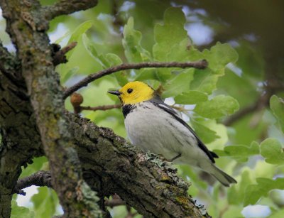 Hermit Warbler