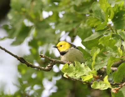 Hermit Warbler