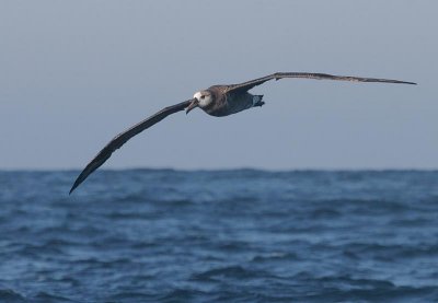 Black-footed Albatross