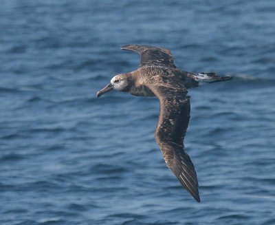 Black-footed Albatross