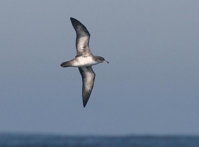 Pink-footed Shearwater